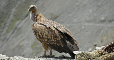 Painkiller used in cattle wiped out India’s vultures, and scientists say that led to 500,000 human deaths