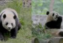 Giant pandas arriving at National Zoo after agreement with China lapsed last year