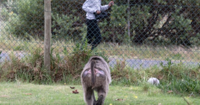 Baboons are clashing with humans in South Africa’s tourist hotspots, and there’s no plan to deal with it