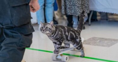 The most unique and quirky Guinness World Records of 2024 include origami dolphins and a skateboarding cat