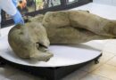 Photos show well-preserved remains of 50,000-year-old baby mammoth found in Siberia