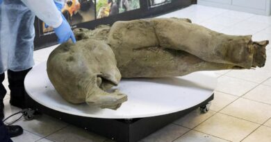 Photos show well-preserved remains of 50,000-year-old baby mammoth found in Siberia