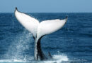 Humpback whale makes one of the longest migrations ever recorded, scientists say