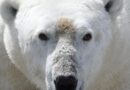 Man severely injured protecting wife from polar bear attack