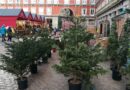 La segunda vida de los árboles de Navidad en el Madrid de Almeida: apenas sobrevive un centenar | Noticias de Madrid