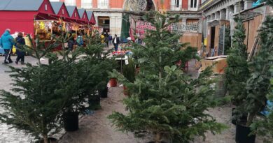 La segunda vida de los árboles de Navidad en el Madrid de Almeida: apenas sobrevive un centenar | Noticias de Madrid