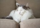 Owners discovered adorable reason cat wasn’t sleeping in its bed | Weird | News