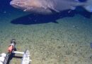 Researchers didn’t think there were sharks in Antarctica waters. Then one was caught on camera.