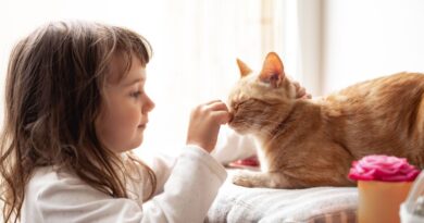 Martin Lewis’ MSE warns owners planning on insurance switch – ‘beware’ | UK | News