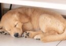 Dog owner tearful as they realise why puppy always sleeps in same spot