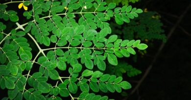 FDA investigating Salmonella outbreak connected to moringa powder