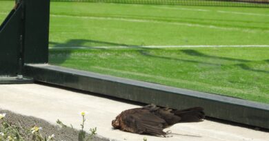 Un pájaro en el metro | Noticias de Madrid