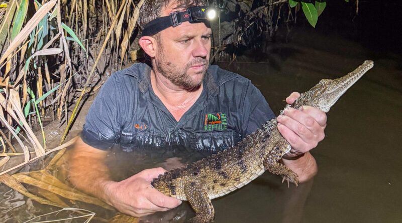 Crocodile found by boy lurking in a creek near family’s home, 1,200 miles from its tropical habitat Crocodile found by boy lurking in a creek near family’s home, 1,200 miles from its tropical habitat