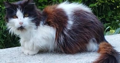 ‘Princesa’ vuelve al Retiro tras su desaparición: a la gata más popular del parque se la llevó una pareja británica | Noticias de Madrid