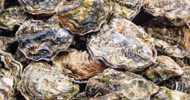 Raw oysters and clams recalled in 9 U.S. states over possible norovirus contamination