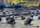 Nature: Fur seal pups on South Georgia Island
