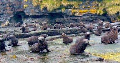 Nature: Fur seal pups on South Georgia Island